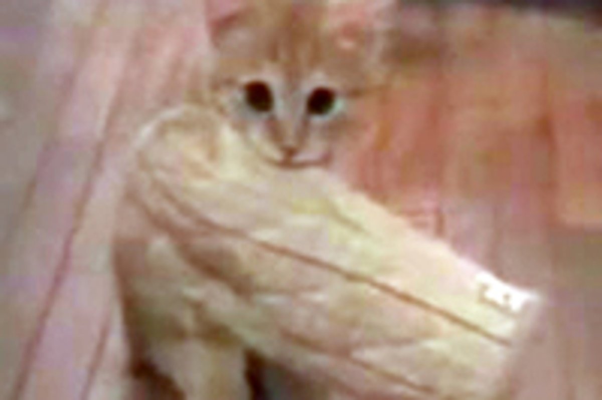 Kitten Fetches Oven Mitt