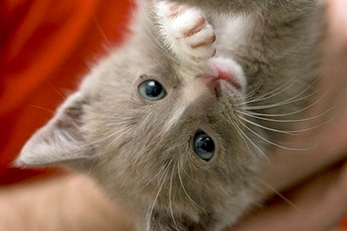 Little Gray Rescue Found New Home and Friendship