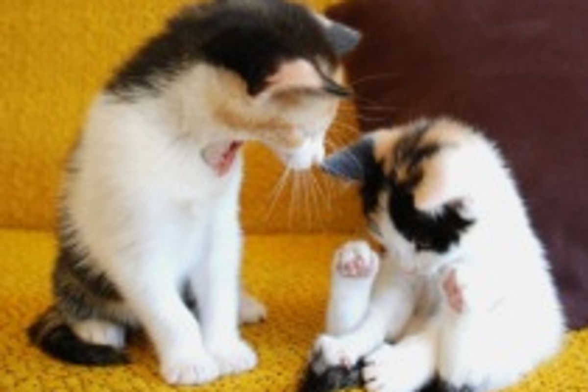 Coco and Peanut: Sweet Calico Sisters