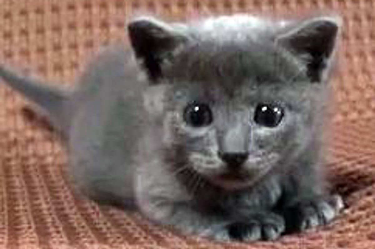 Kitten Meets Big Hand