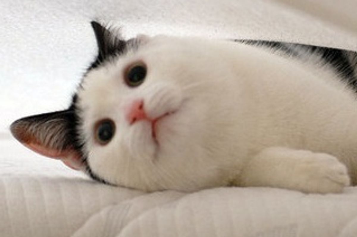 Jack the Cat: Quite the Character
