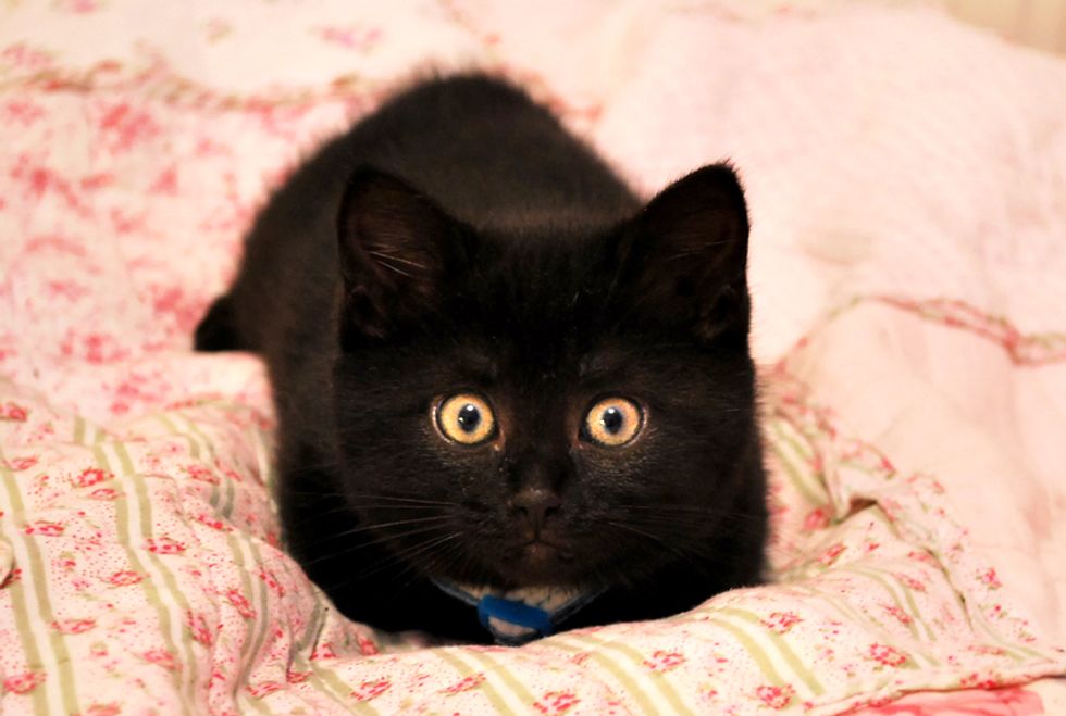 Kiwi the Little Fuzzy Black Baby