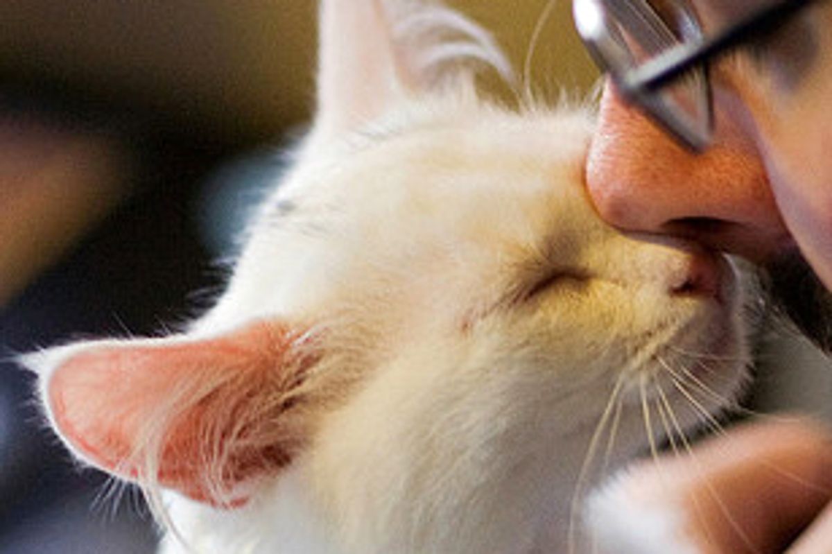 Fin and Sophie the Affectionate Kitties