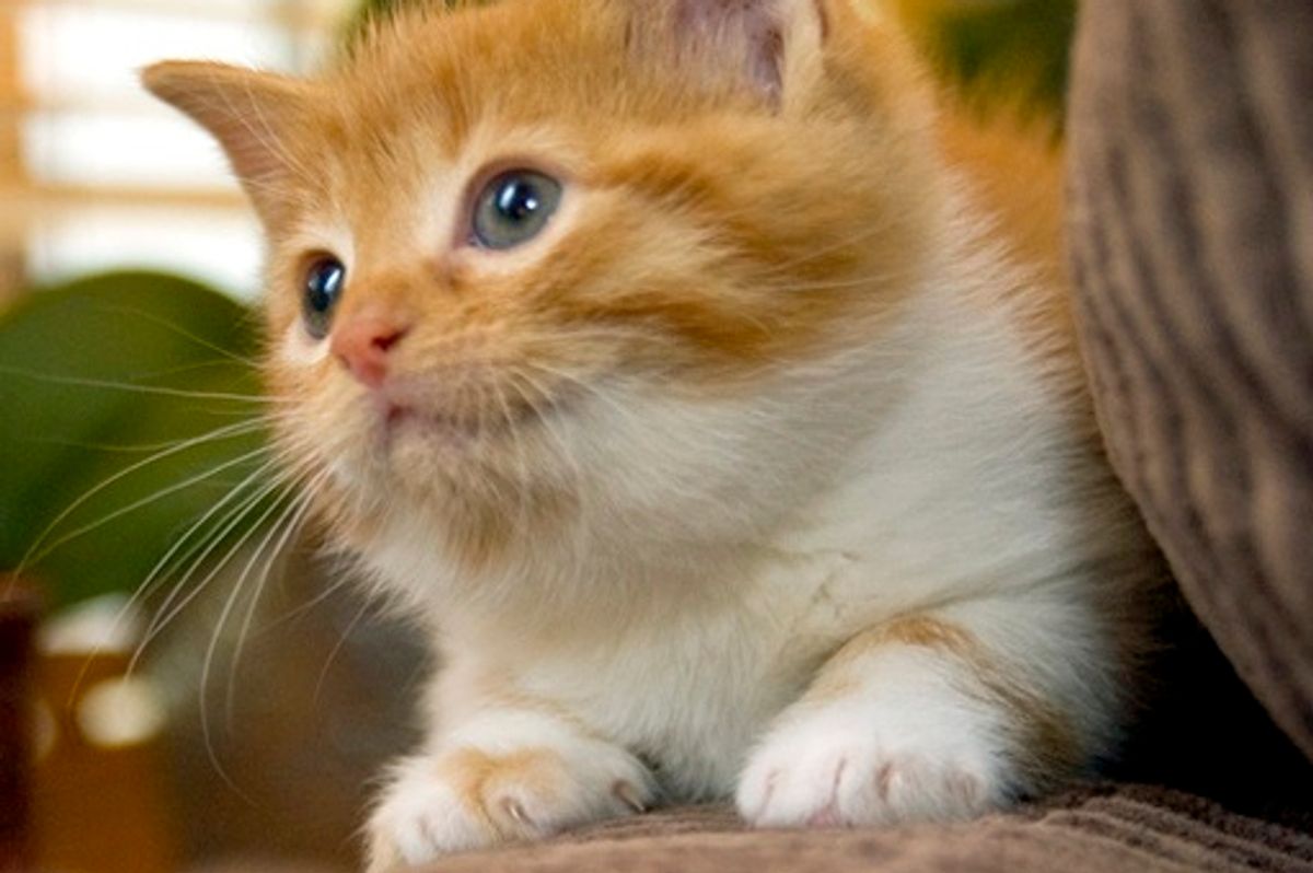 Sinas the New Kitten