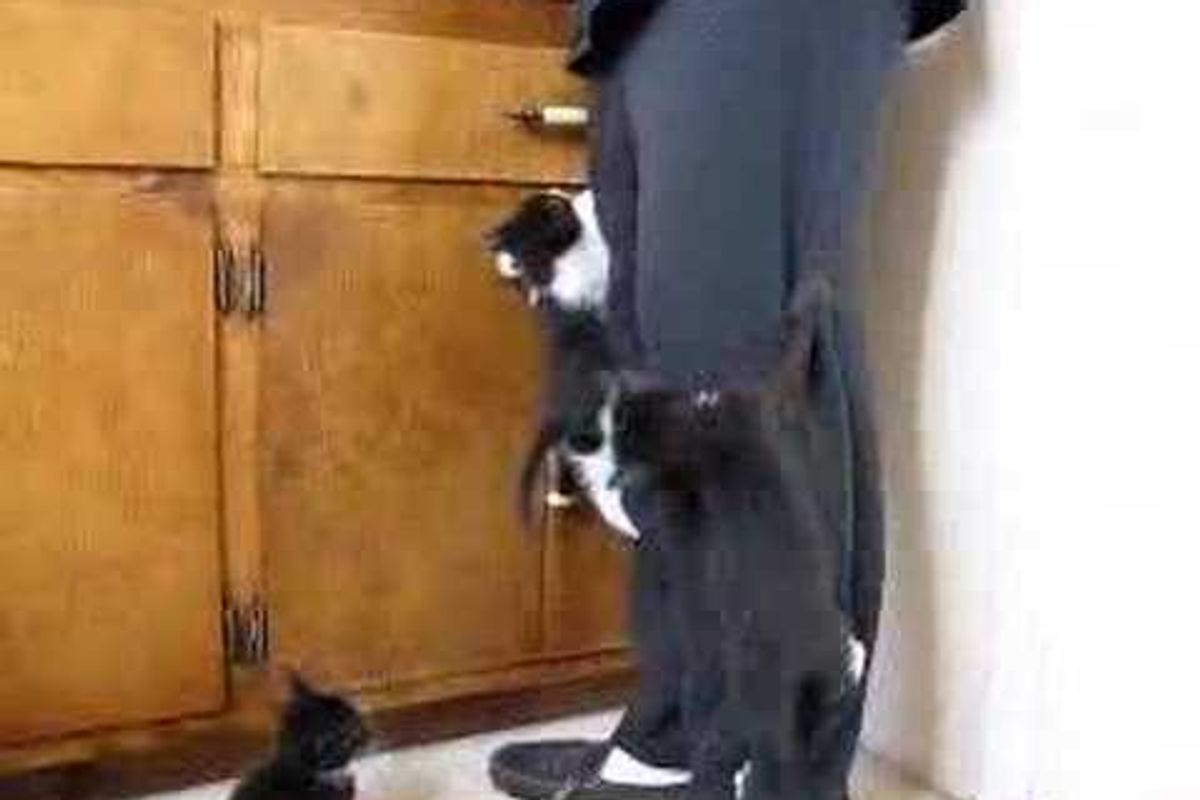 Foster Kitten Goes "Mountain Climbing"