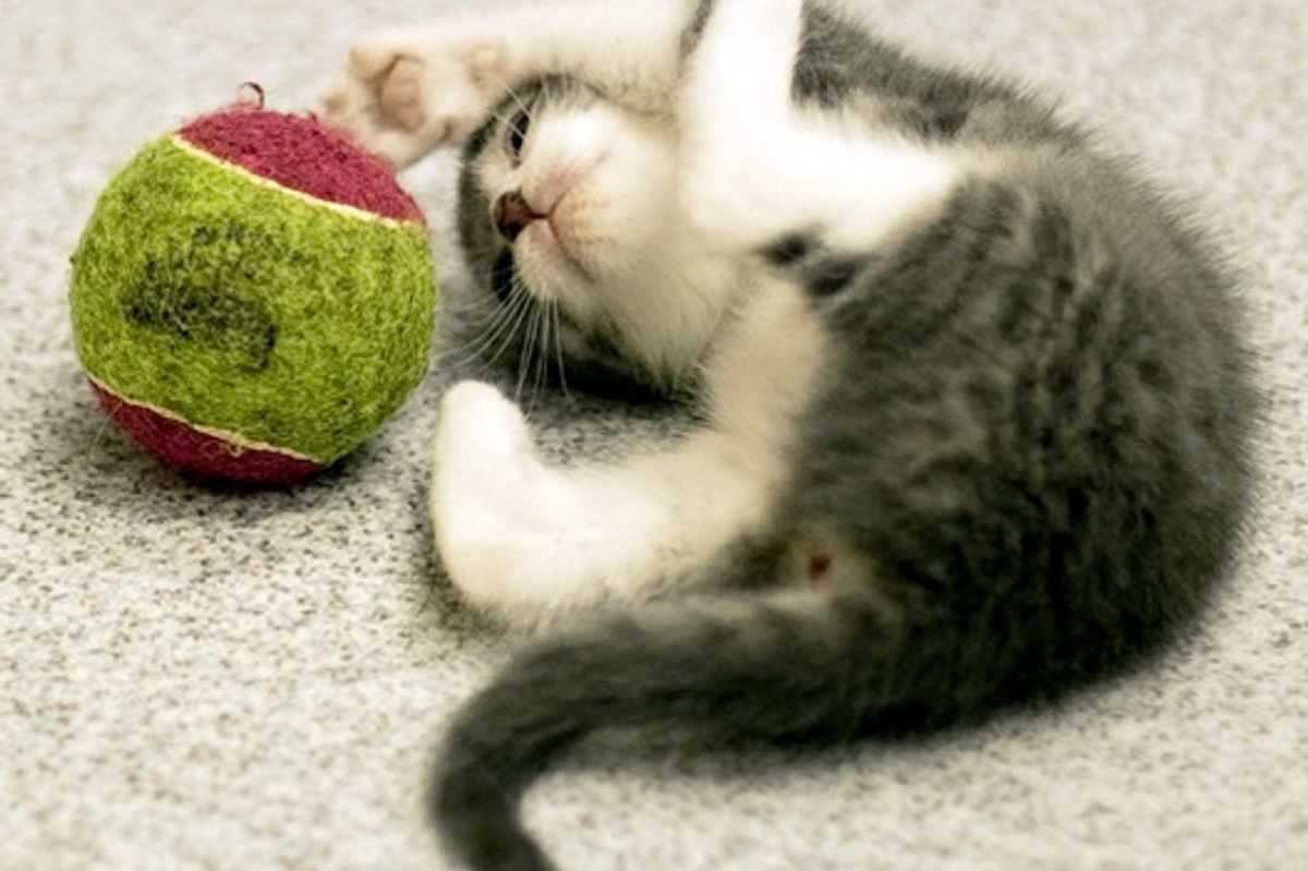 Little Kitten Rescued from a Ditch and Found Loving Home