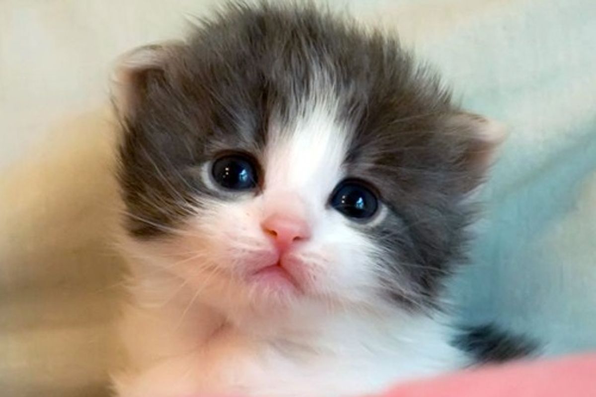 Rose the Stray Mama and Her Two Girls