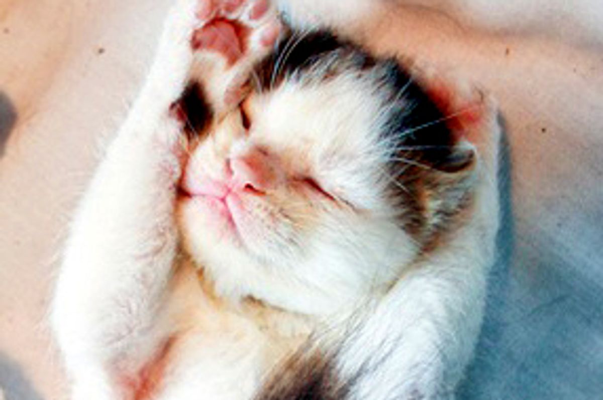 Rescue Story of Penelope and Her Babies