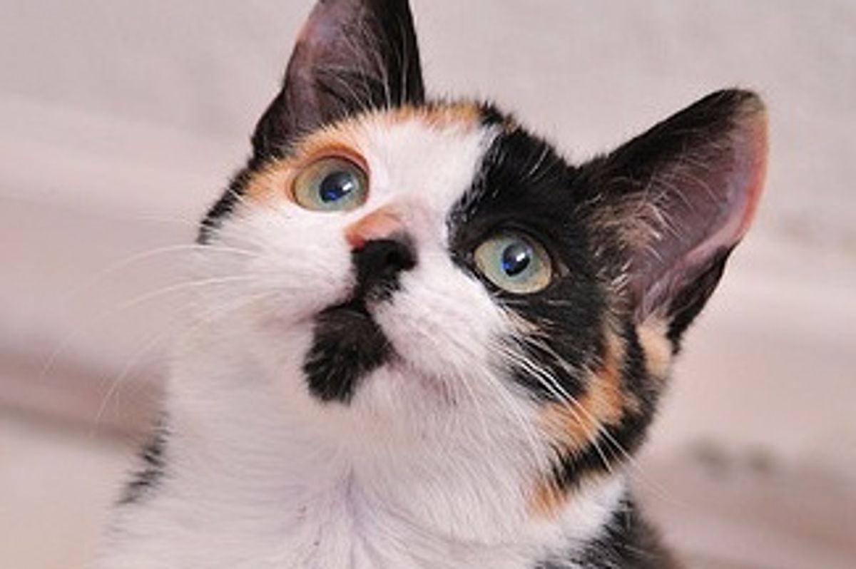 Flirt the Calico Born Feral but a Love Bug at Heart