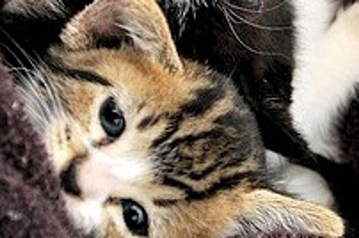 4 Little Kitties No Longer Feral