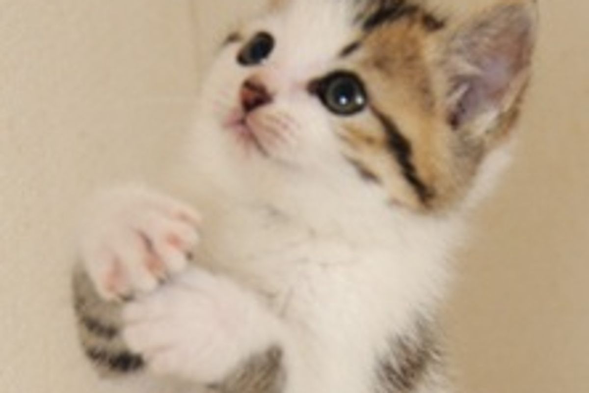 Kitten Goes Crazy Over Jingly Toy