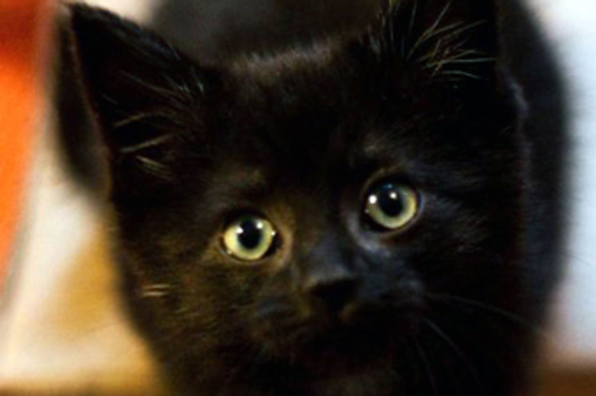 Carbon and Violet the Little Black Rescues