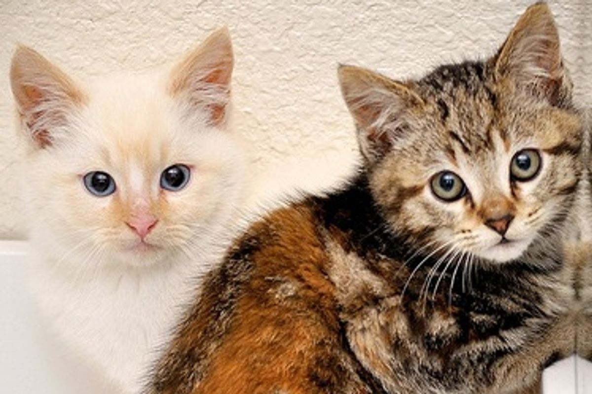 A TNR Story of 2 Little Feral Kittens