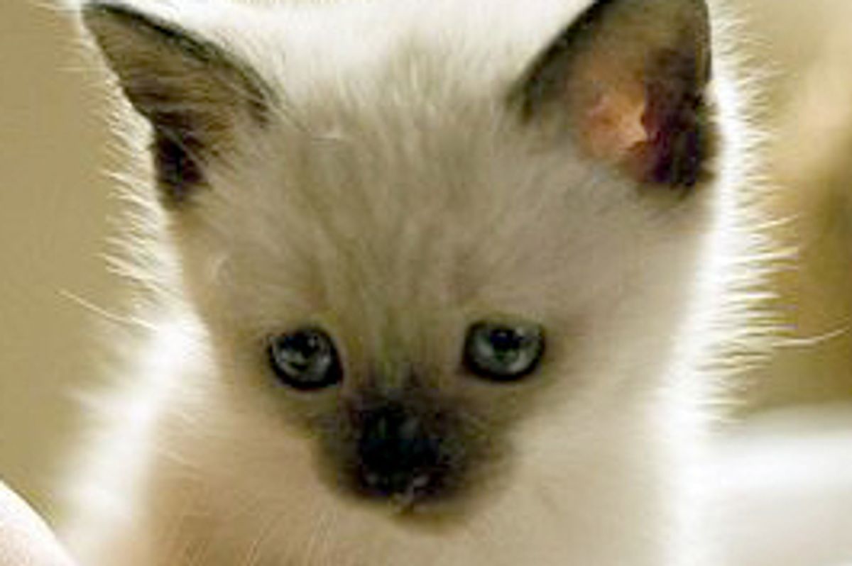 Little Alta Finds New Home and Forever Friend