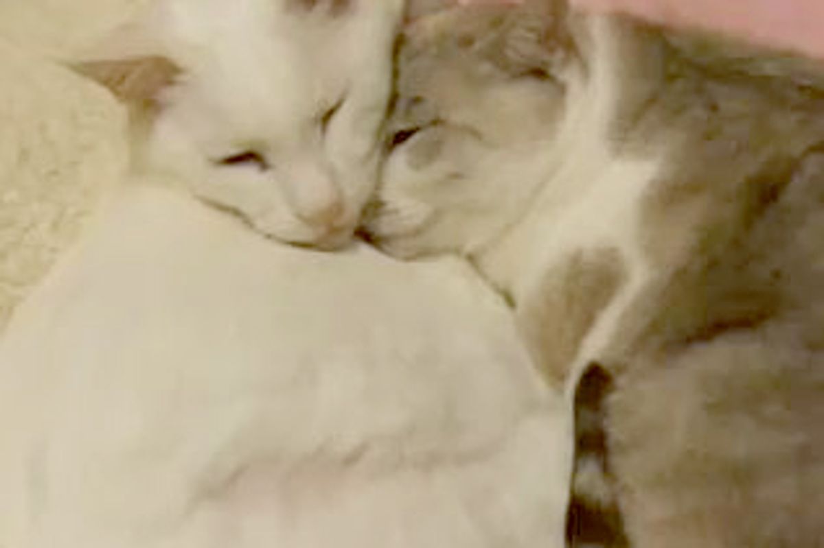 Snuggly Cuddly Kitties