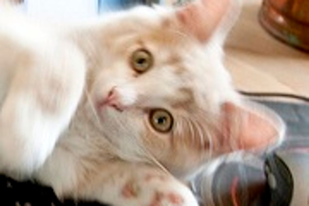 Kaos the Little Monkey Cat