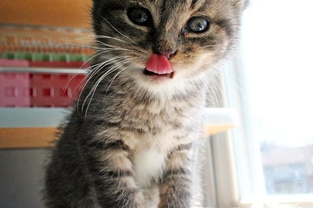 Mattie the Fuzzy Little Foster Kitty