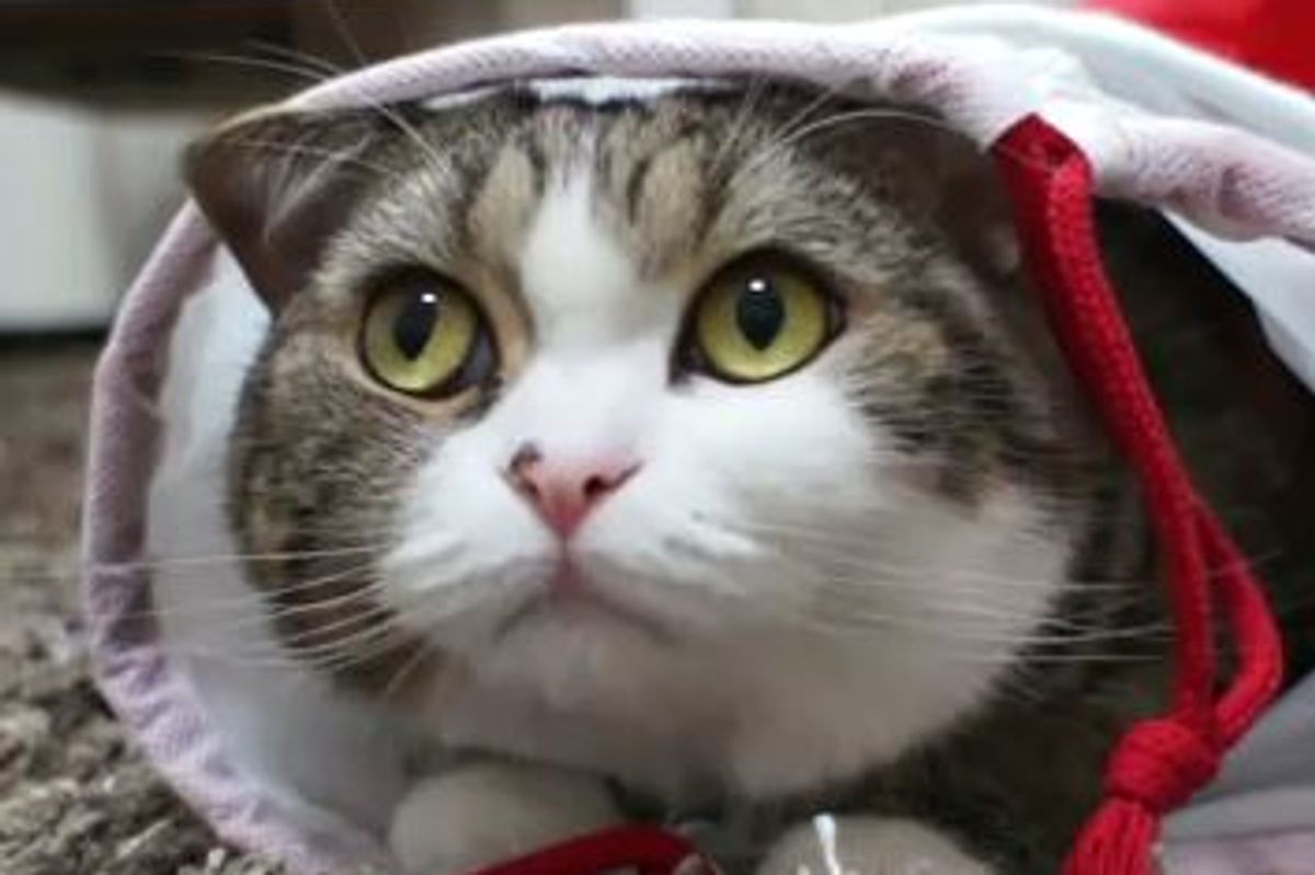 Maru and His Christmas Stocking