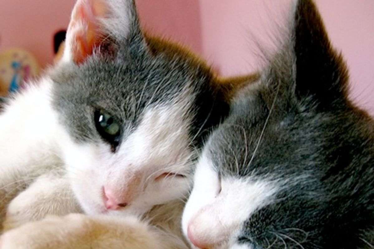 Stefanos and Vackis, Two Rescued Brothers