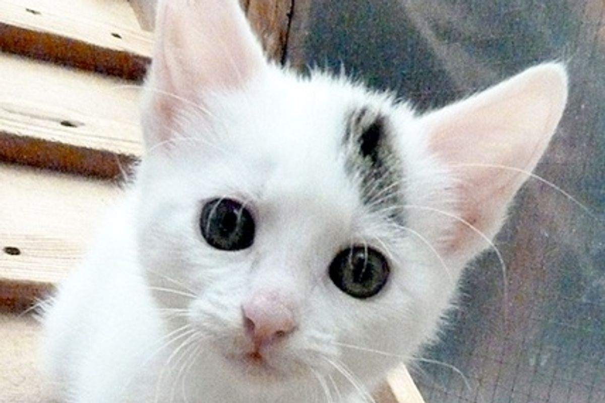 Sylvia, Rescue Kitten and Her Four Moms