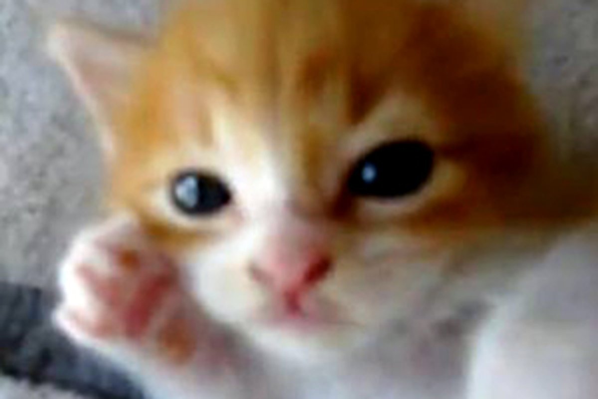 Cute Little Dreamy Kitten
