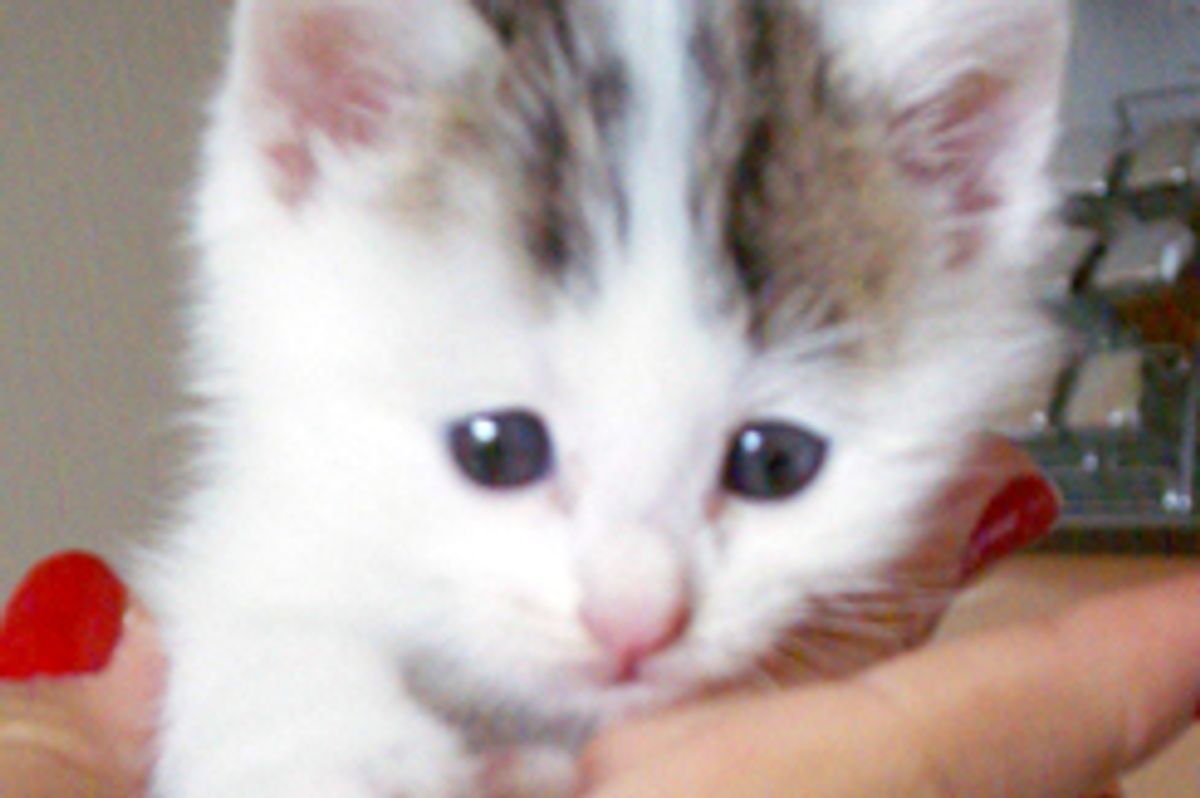 Chester the Little Mischief Maker