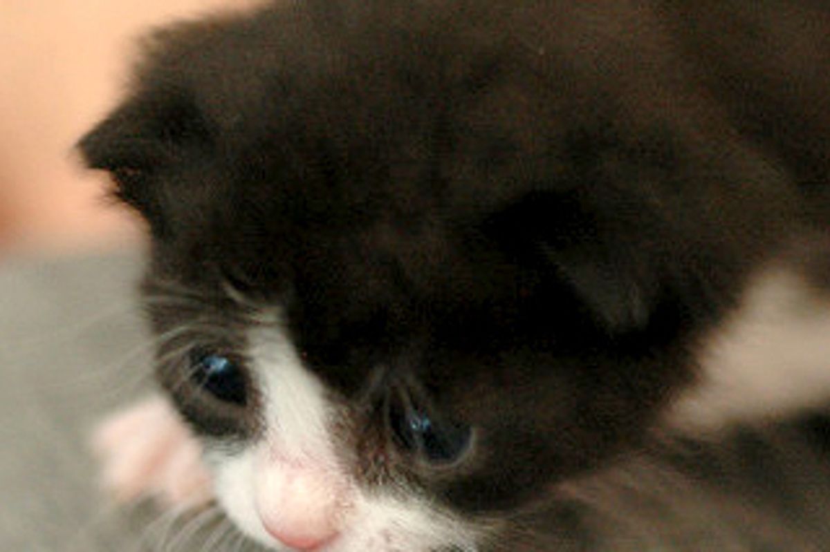 Foster Home Becomes Forever Home