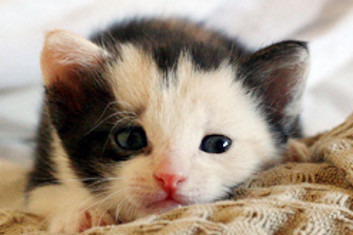 Kitten with an Angelic Face