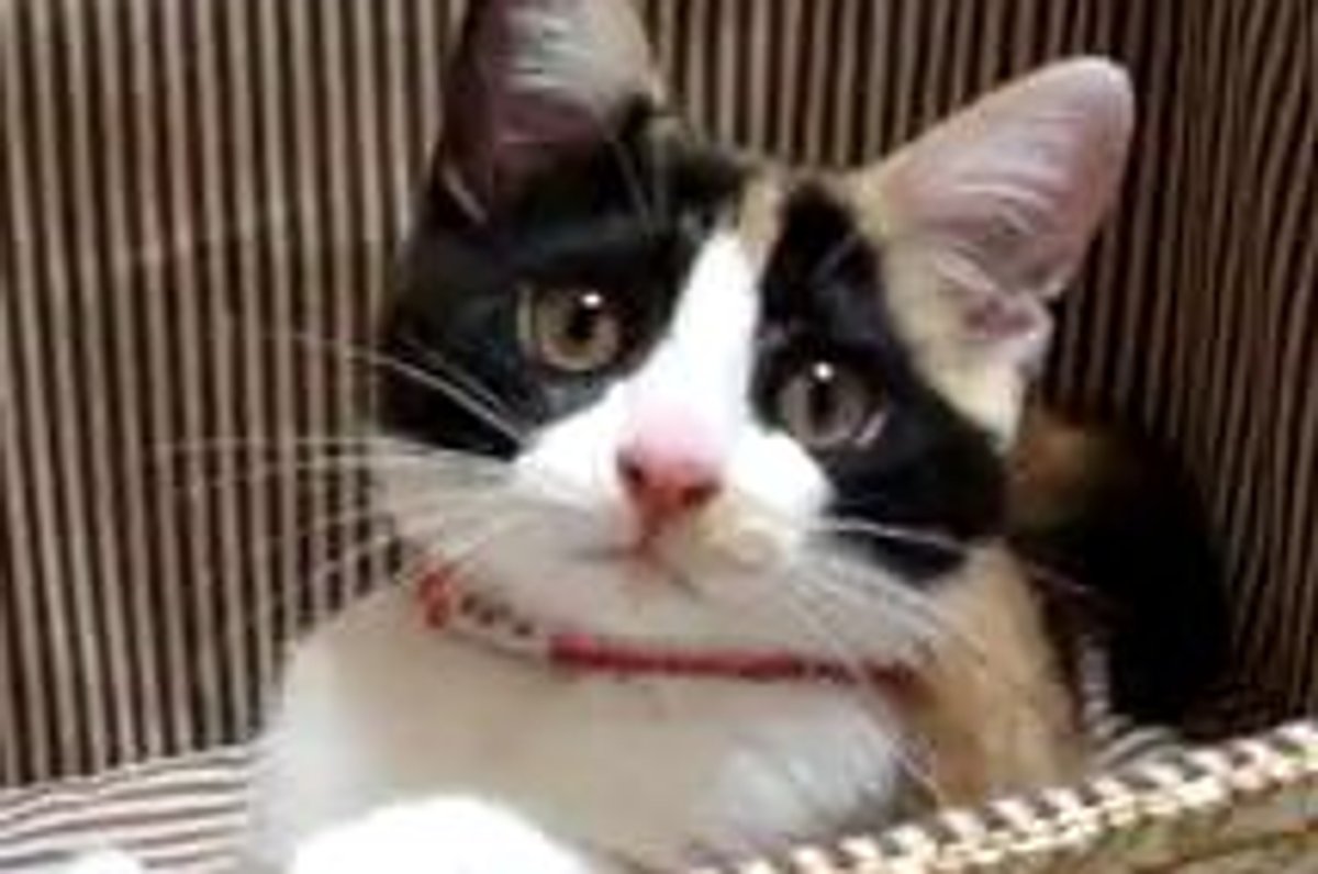 Very Affectionate Kitty