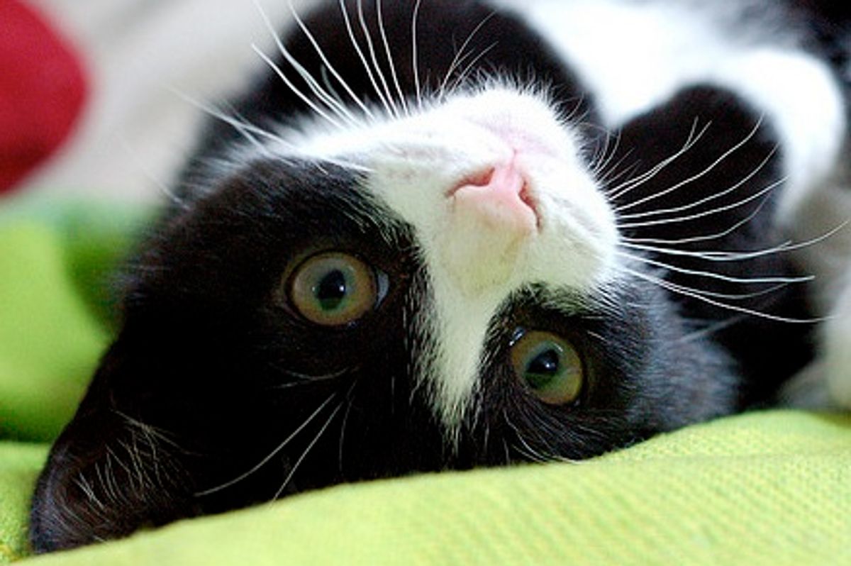 Pixel and Felix, the Tux Brothers