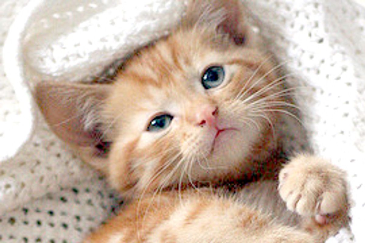 Murphy the Ginger Prince