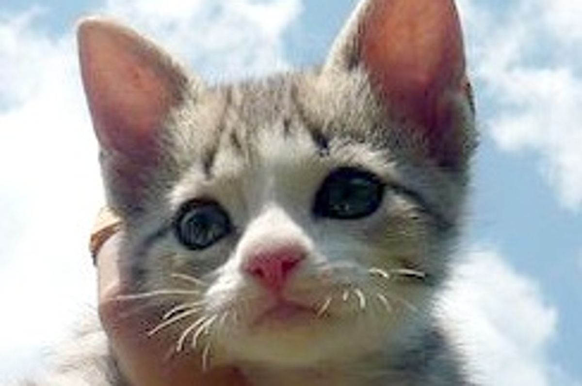 A Kitty with Luck on Her Side