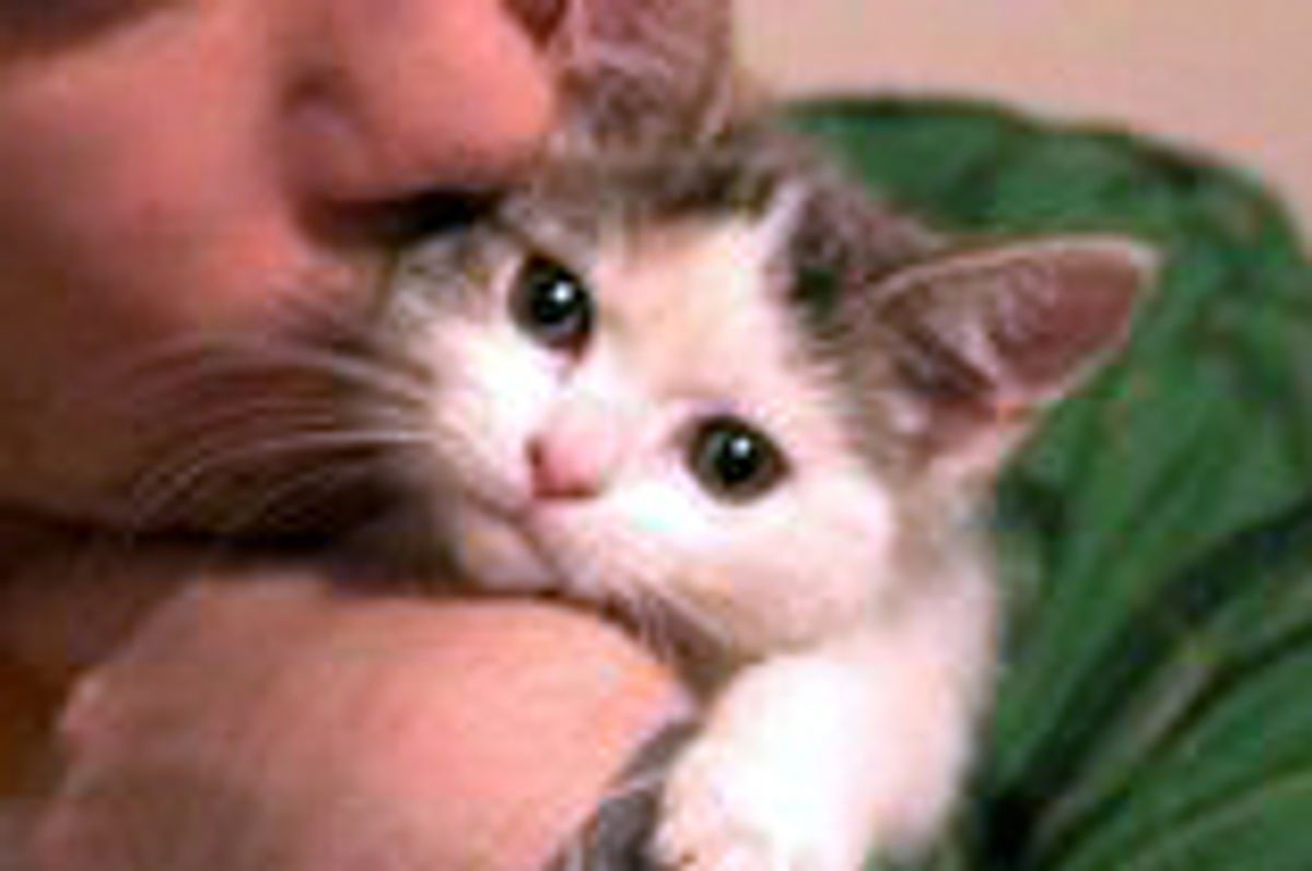 Mochi the Little Calico Wonder