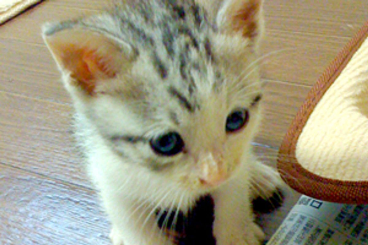 Feisty Kitten Fights Foot Monsters