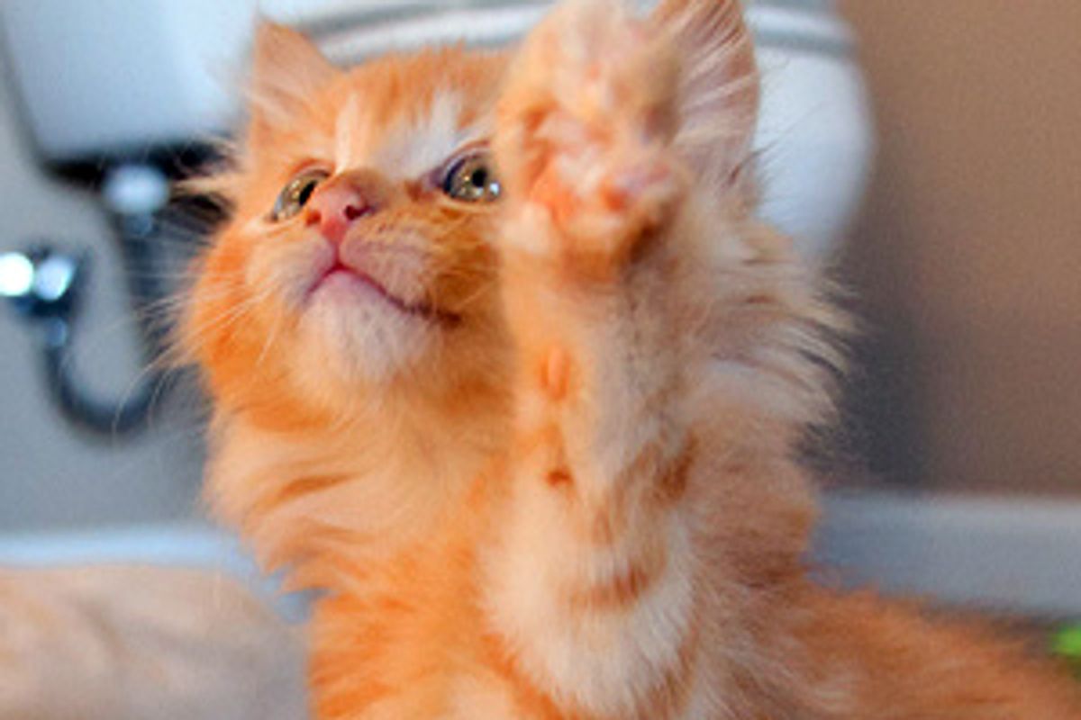 Fuzzy Fosters Found Homes