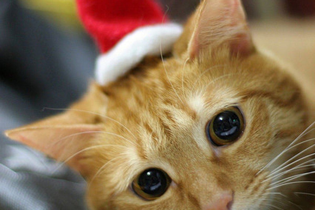 Have a Holly Jolly Christmas