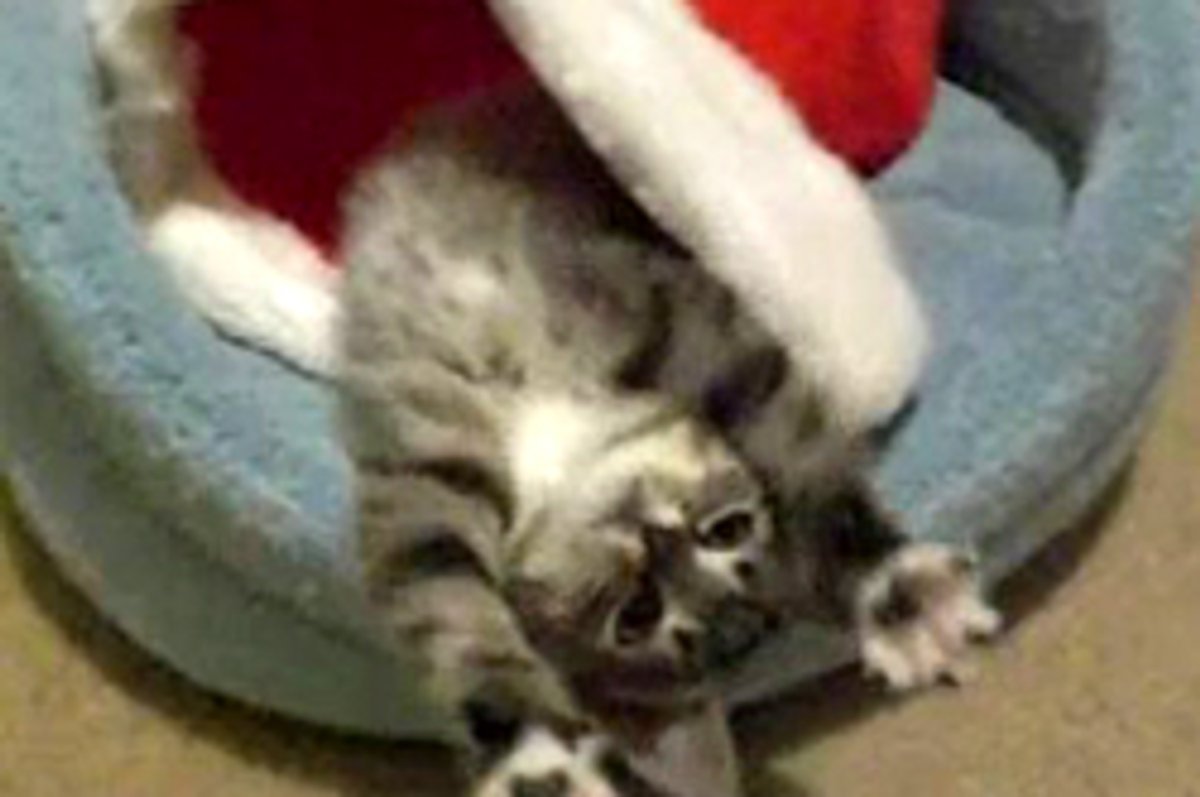 Little Christmas Kitten