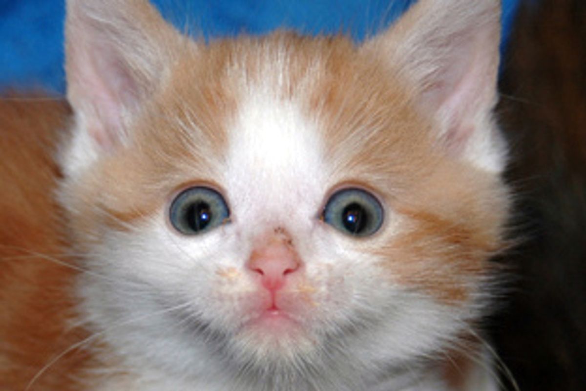 Little Fosters' First Christmas