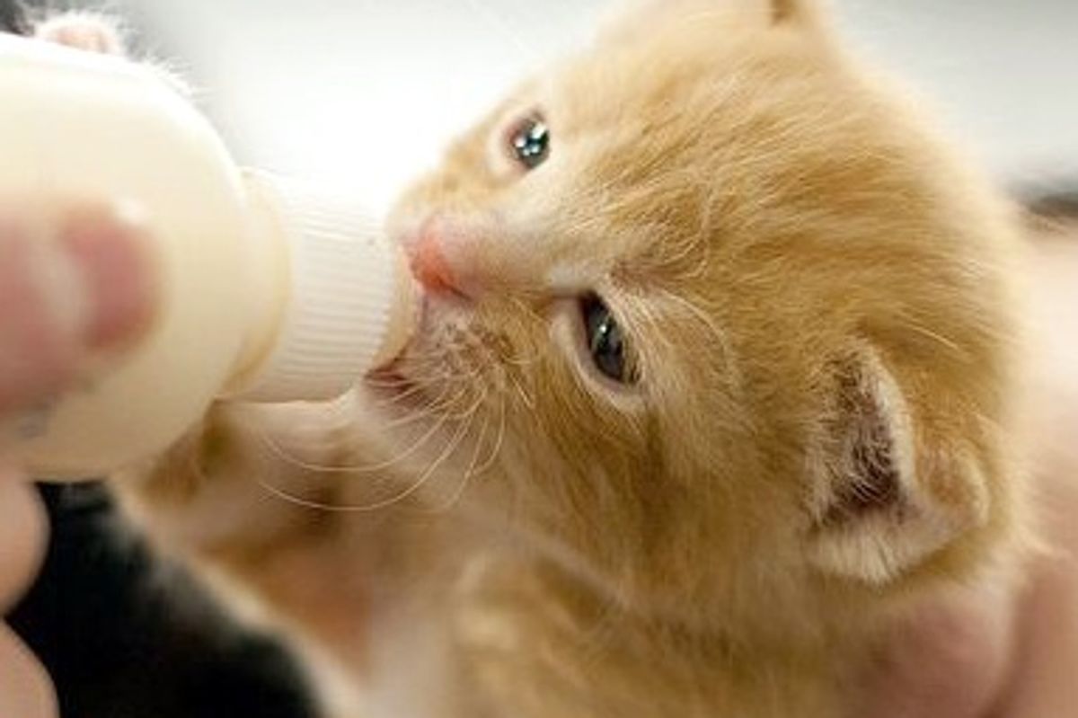One Day Old Kitten was Given a Brand New Life