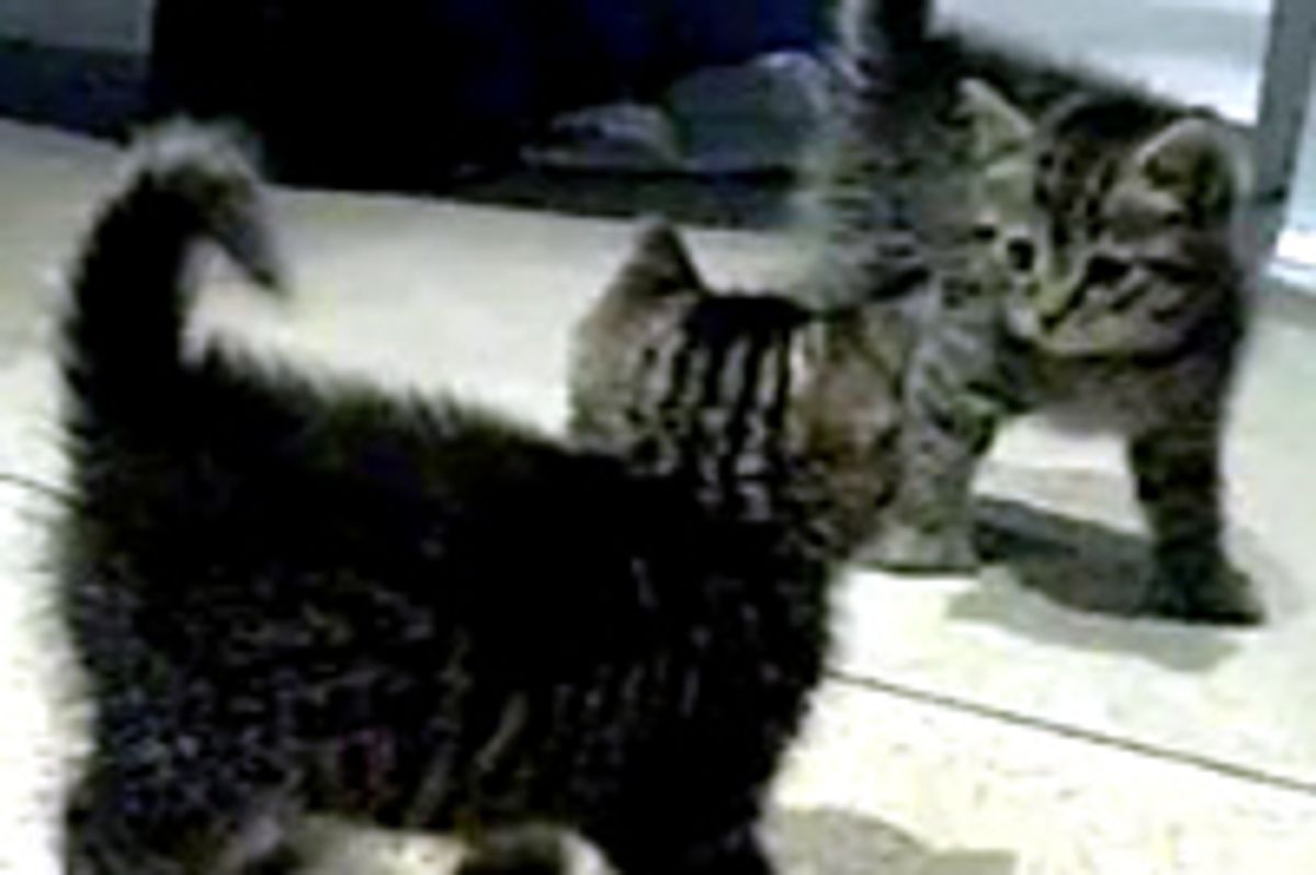 Intruder! To Battle Positions!