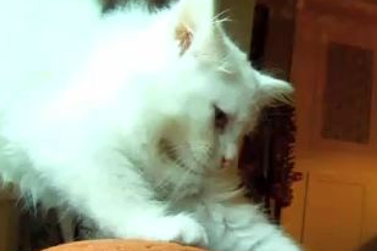 First Ever Movie Filmed Entirely by Cats