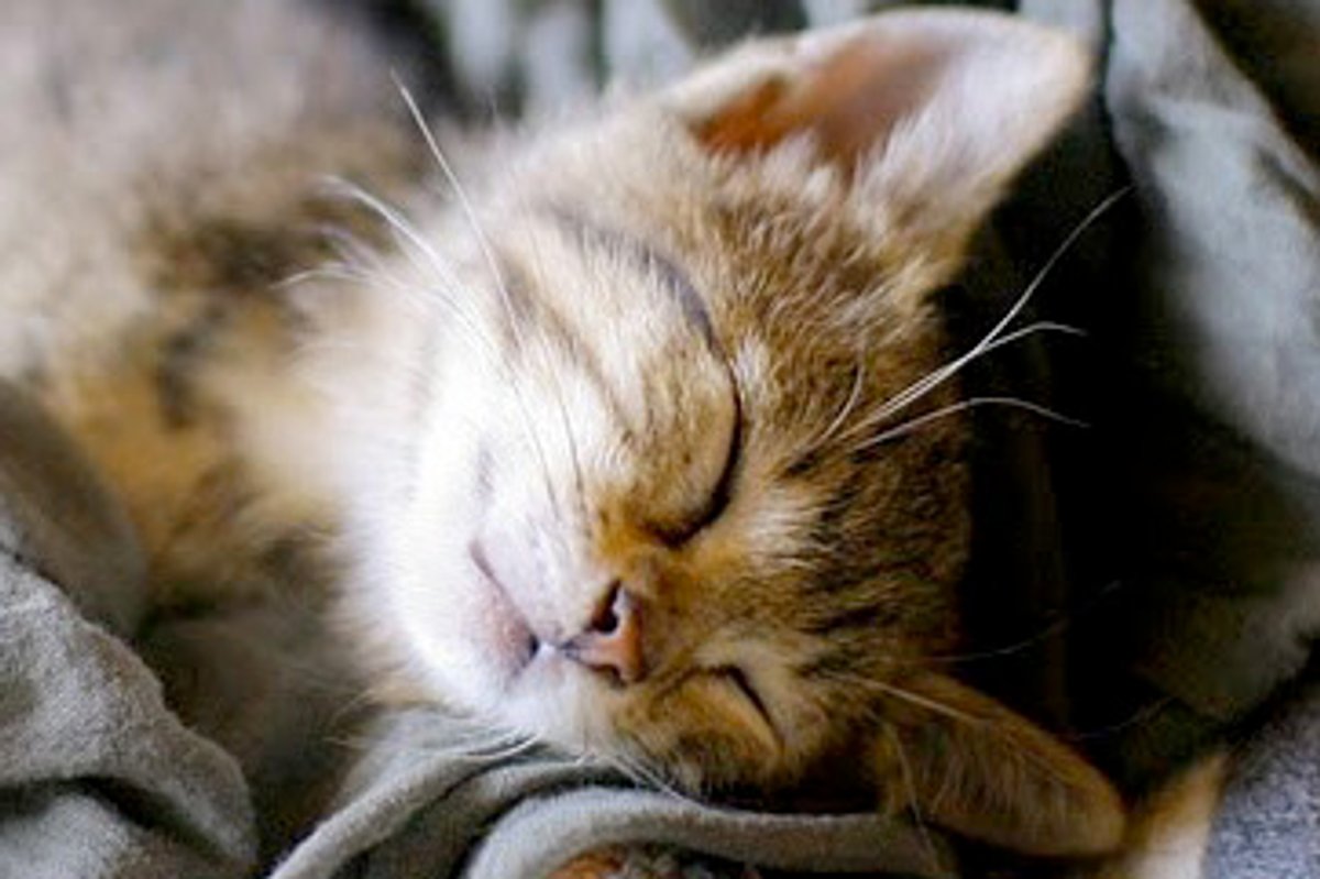 Frida the Mischievous Tabby Kitty