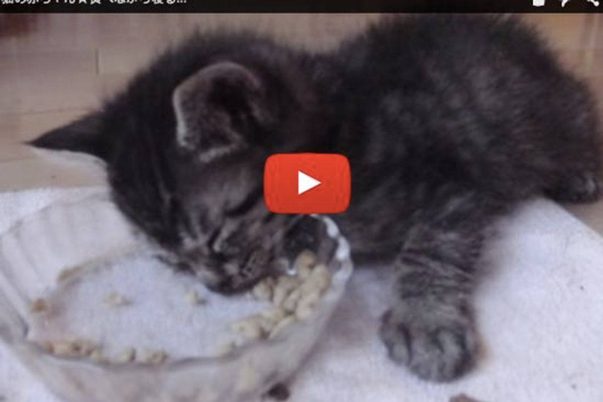 Eating Kitten Falls Asleep