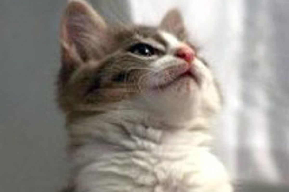 Story of Targhee the Lovable Kitty