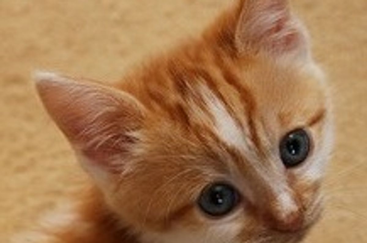 Orion the Little Charmer