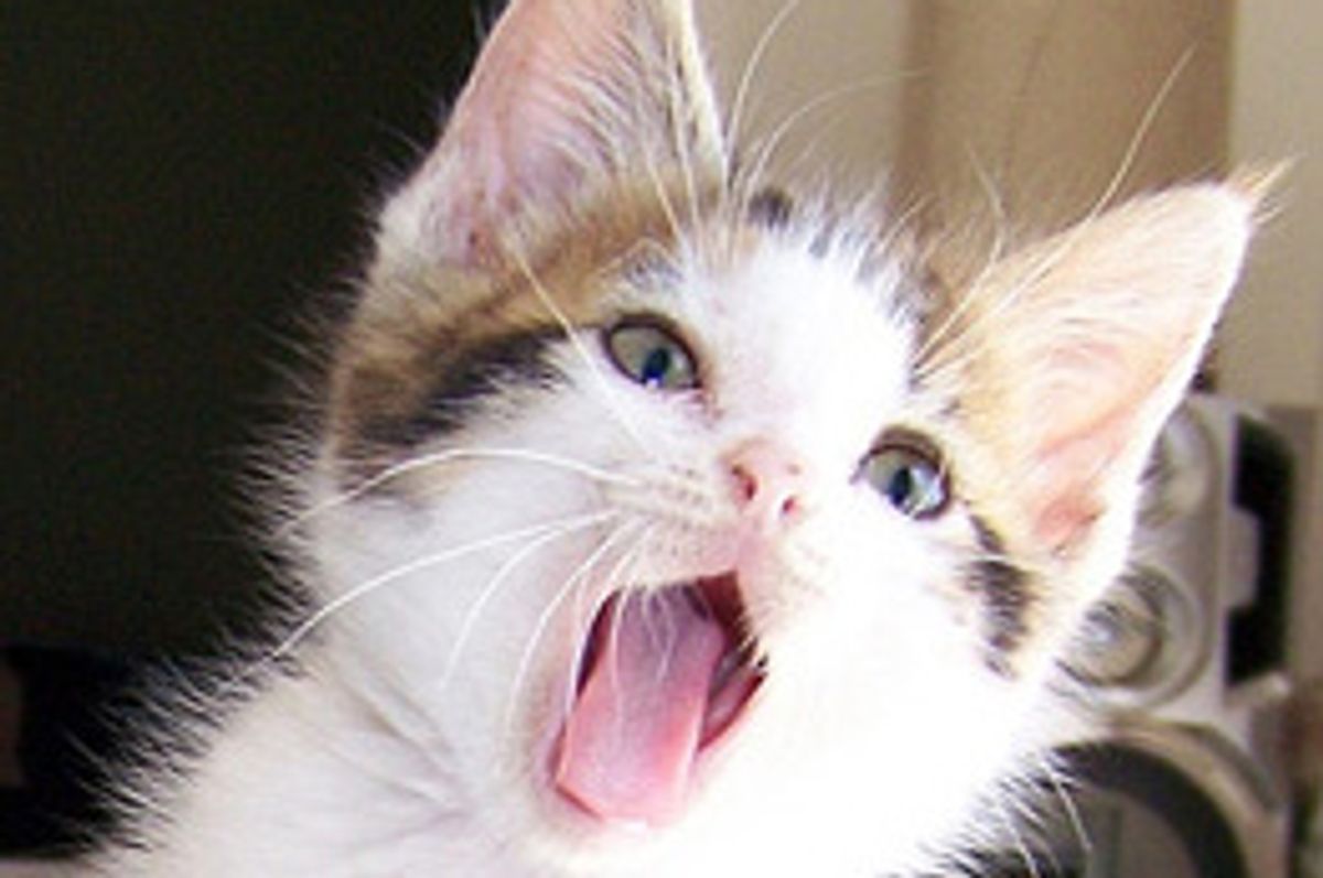 With Love Radar the Kitten Survived Against all Odds