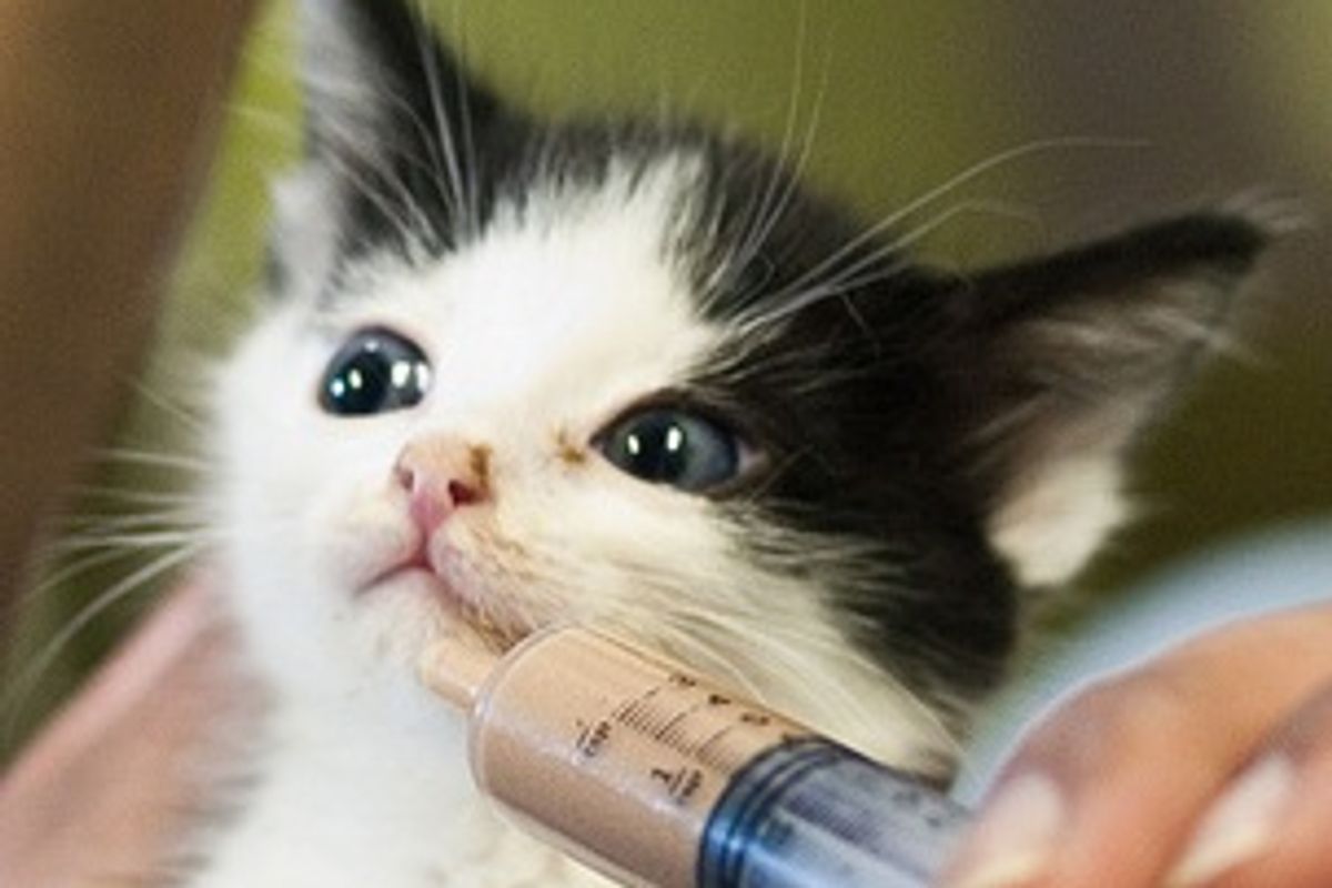 The Reward of Feeding a Rescue