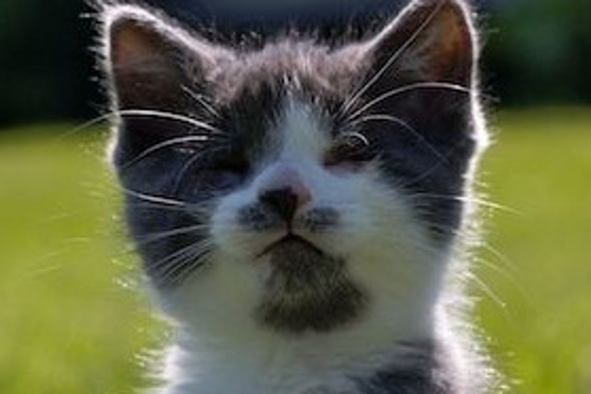 20 Amazing Stories of Rescued Cats from 2010