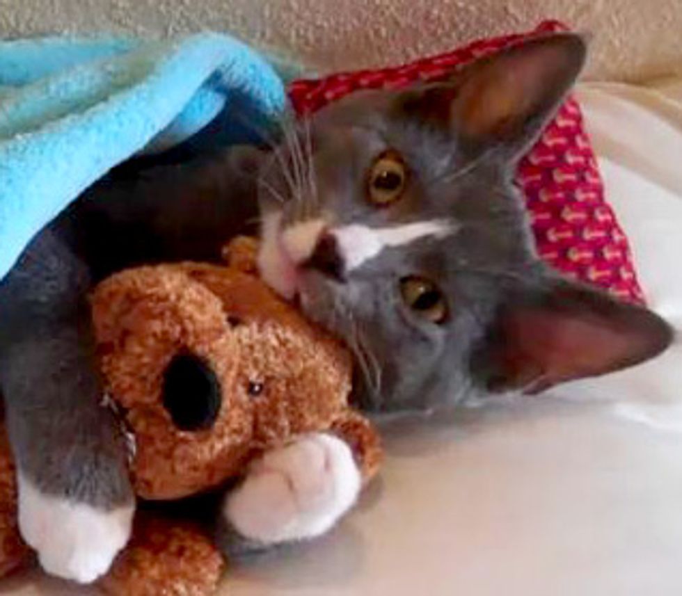 Your 12 Favorite Cat Videos from 2010