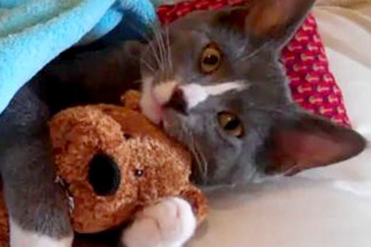 Your 12 Favorite Cat Videos from 2010